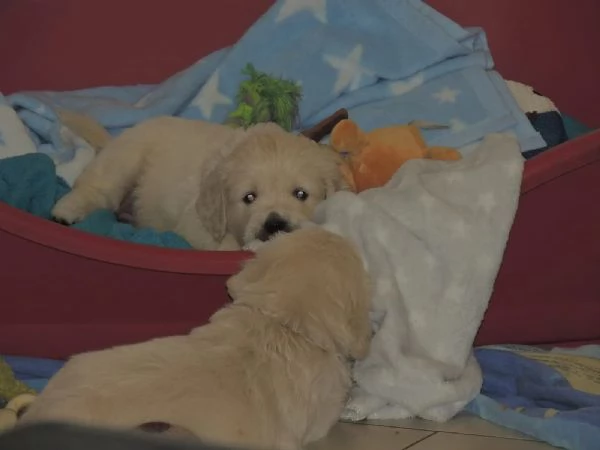 Disponibili cuccioli di Golden Retriever con Pedigree | Foto 0