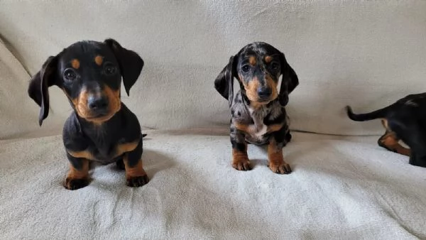 Cuccioli di bassotto tedesco | Foto 1