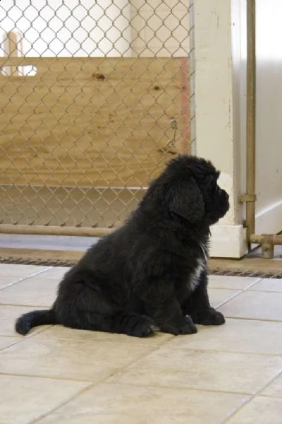 cuccioli terranova maschio e femmina  | Foto 0