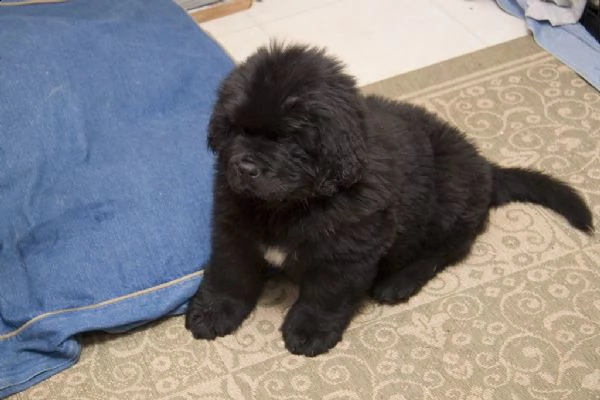 cuccioli terranova maschio e femmina 