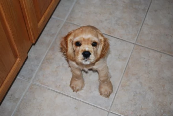 Cuccioli di Cocker Spaniel | Foto 0