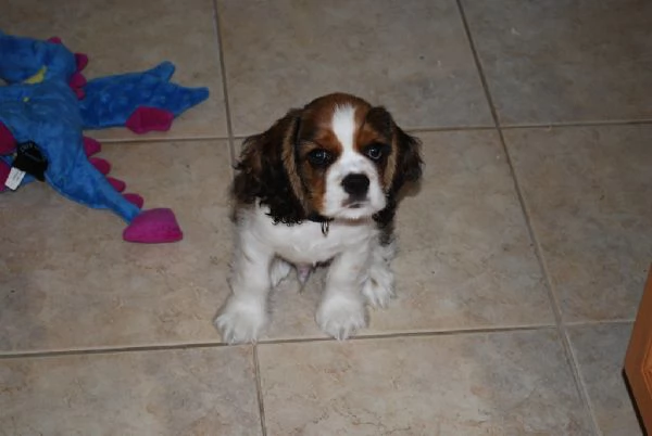 Cuccioli di Cocker Spaniel