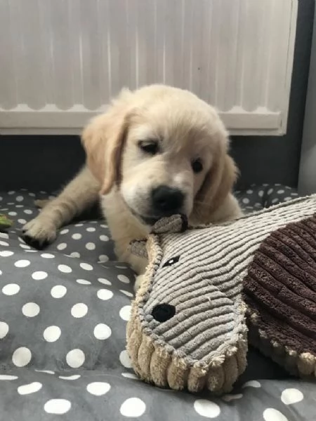  splendidi cuccioli di Golden Retriever | Foto 0