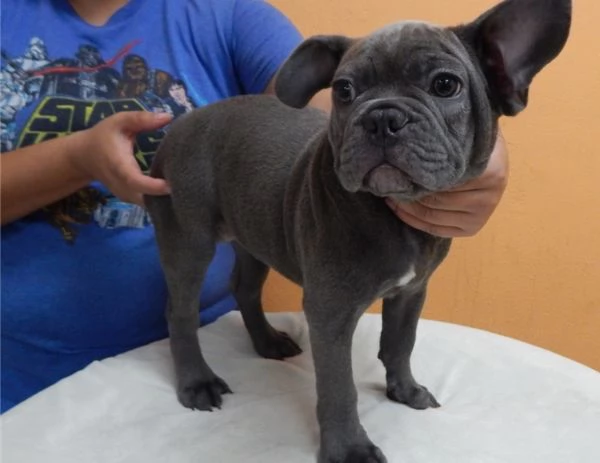 Cuccioli di Bulldog francese