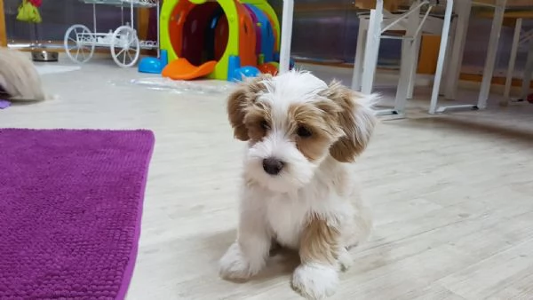  Cuccioli di Havanese | Foto 0