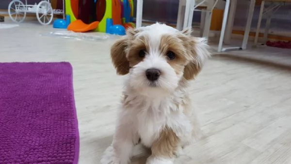  Cuccioli di Havanese