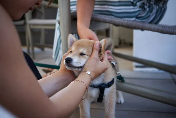  Cuccioli di Shiba Inu  | Foto 0