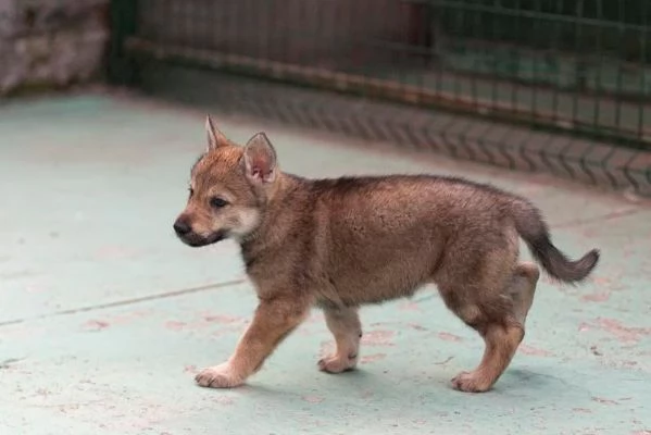 disponibili  cuccioli di lupo cecoslovacco  | Foto 0