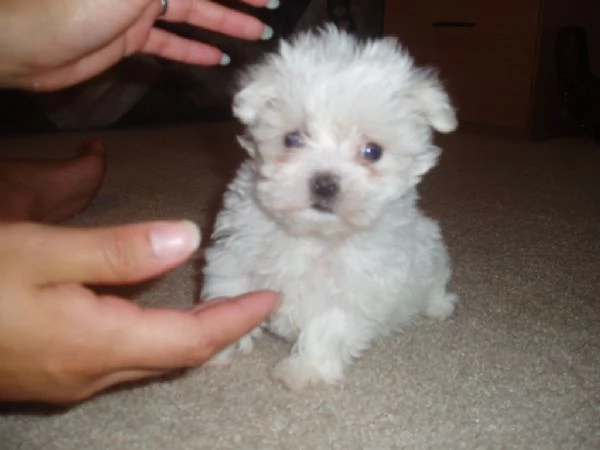  Cuccioli di Maltese