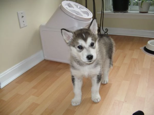 Alaskan Malamute cuccioli