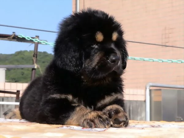 Cuccioli di Tibetan Mastiff 