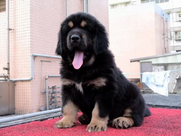 Cuccioli di Tibetan Mastiff  | Foto 0