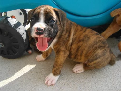 Cuccioli di Boxer 