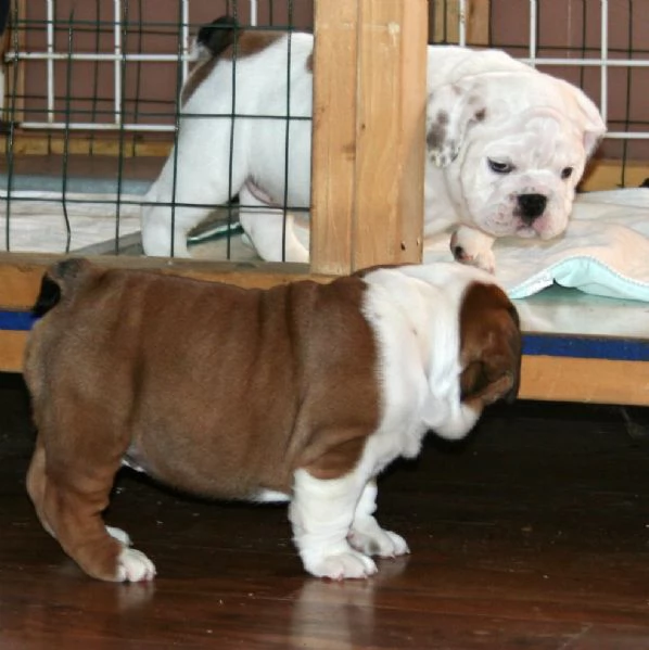 cuccioli di Bulldog Inglese