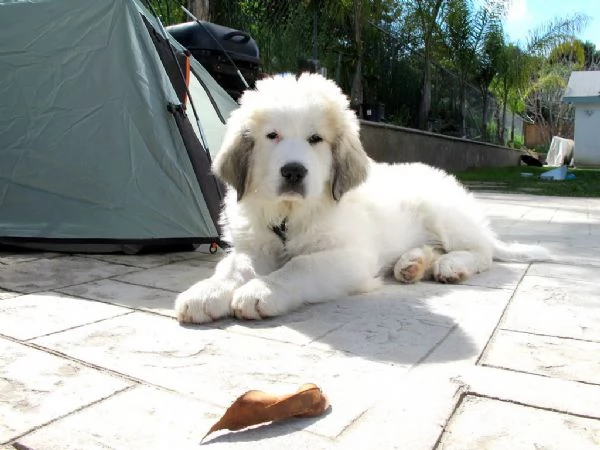 Cane da Montagna dei Pirenei