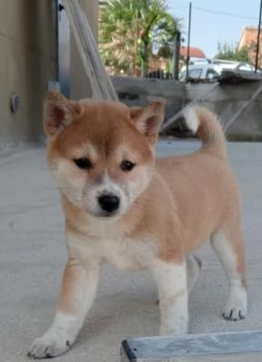 Shiba Inu cuccioli rossi | Foto 4