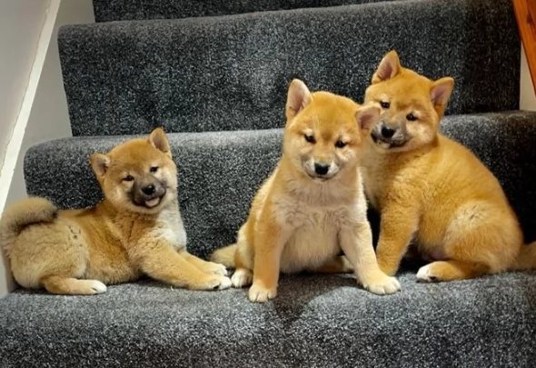 Shiba Inu cuccioli rossi