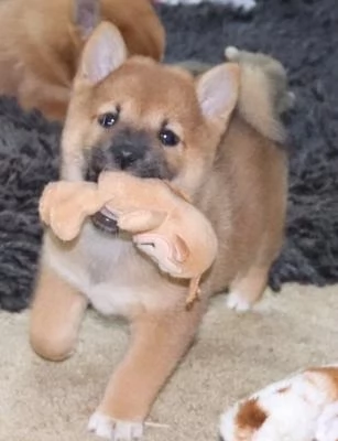 Meravigliose cuccioli di Shiba Inu | Foto 4