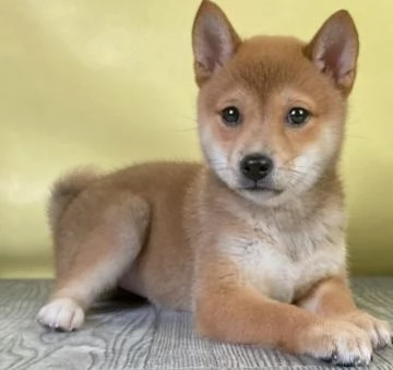 Meravigliose cuccioli di Shiba Inu | Foto 1