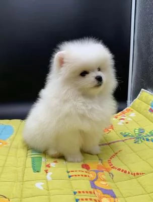 Cuccioli POMERANIA toy | Foto 2