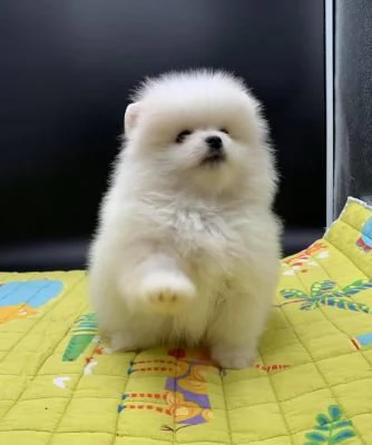 Disponibili cuccioli di puro Spitz Pomerania