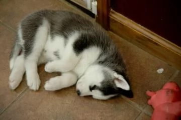 Regalo Cuccioli Siberian Husky | Foto 3