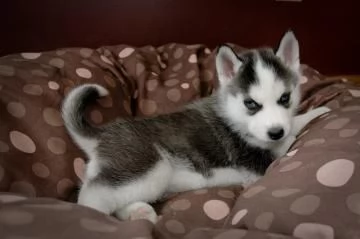 Regalo Cuccioli Siberian Husky