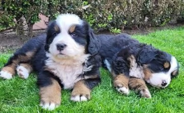 Disponibili e pronti  stupendi cuccioli di Bovaro Del Bernese | Foto 3