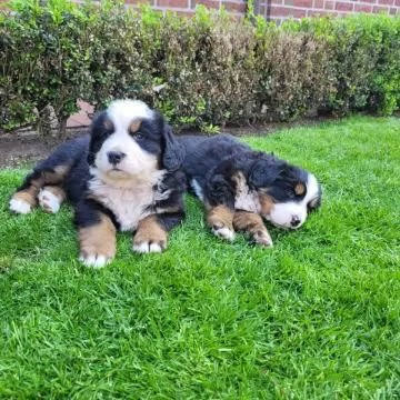 Disponibili e pronti  stupendi cuccioli di Bovaro Del Bernese | Foto 1