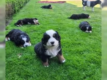 Fantastico cucciolate di Bovaro del Bernese | Foto 3