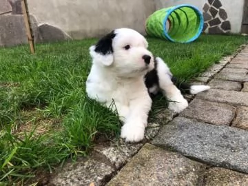 Disponibili cuccioli di Bobtail | Foto 3