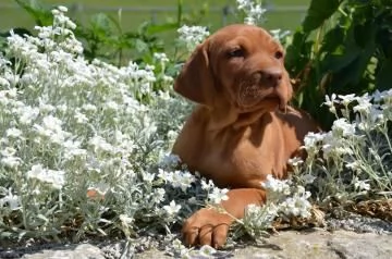 cuccioli bracco ungherese | Foto 1