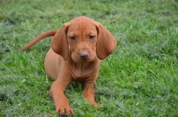 cuccioli bracco ungherese | Foto 0