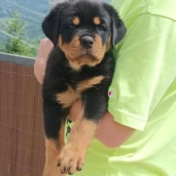 meravigliosa di 8 rottweiler 5 maschi e 3 femmine con pedigree enci