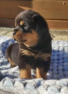 Disponibili da aprile cuccioli di rottweiler Maschio femmine | Foto 1