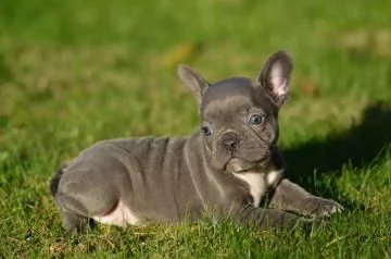 CUCCIOLI BULLDOG BOULEDOGUE FRANCESE