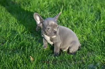 CUCCIOLI BULLDOG BOULEDOGUE FRANCESE | Foto 1