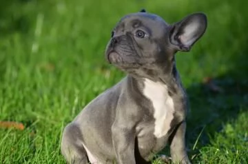 CUCCIOLI BULLDOG BOULEDOGUE FRANCESE | Foto 0