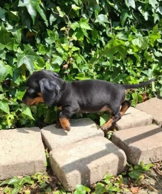 Meravigliosi cuccioli di bassotto nano  | Foto 2