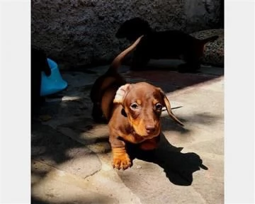 Meravigliosi cuccioli di bassotto nano  | Foto 0