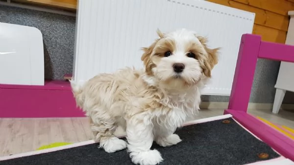 Cuccioli di Havanese | Foto 0