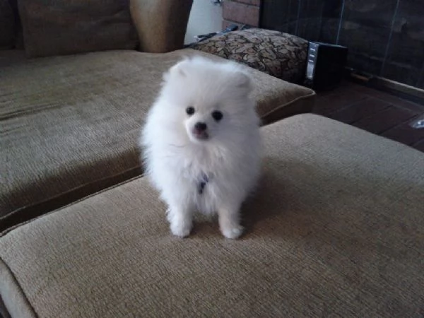 Cuccioli di Pomerania bianchi | Foto 0