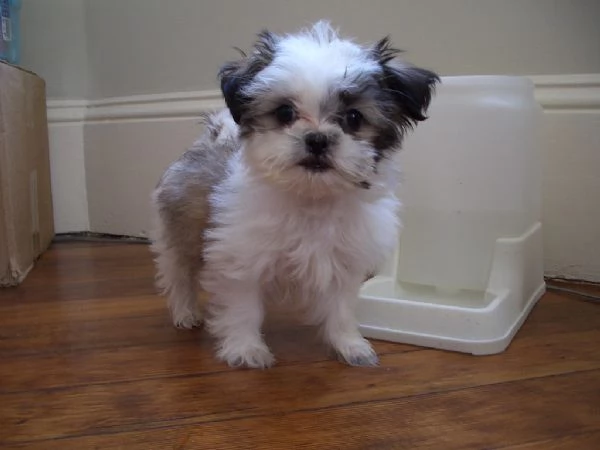 Cuccioli di Shih Tzu