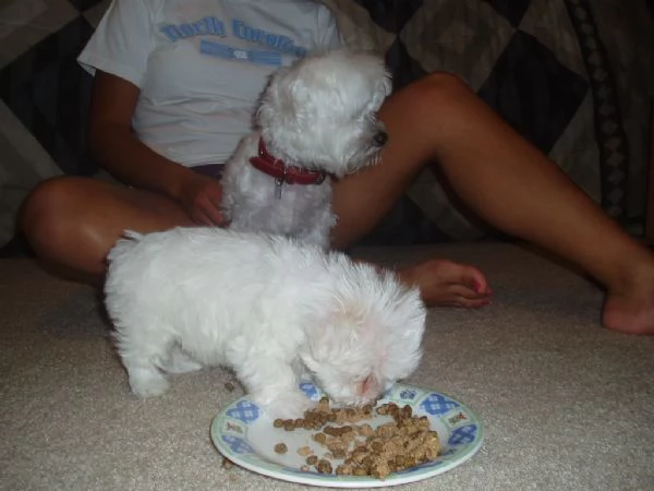 Cuccioli di Maltese