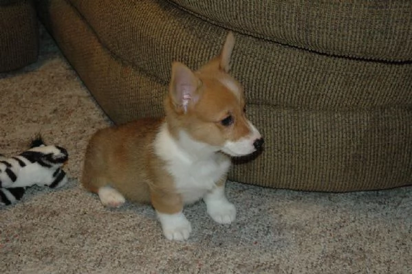  Welsh Corgi Pembroke