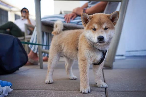 Cuccioli di Shiba Inu 