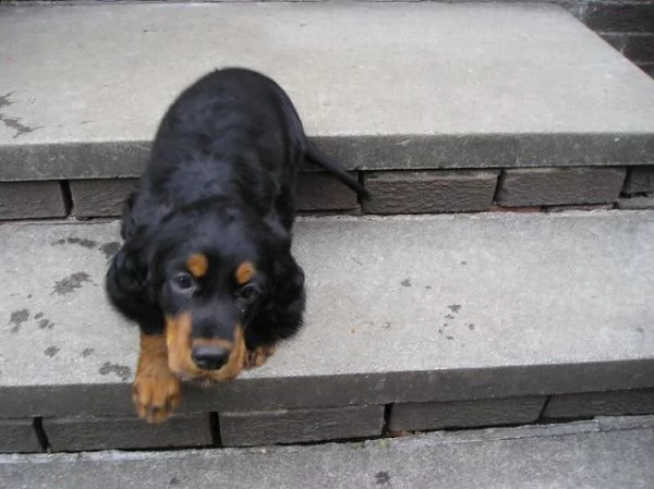 cuccioli di gordon setter   | Foto 0