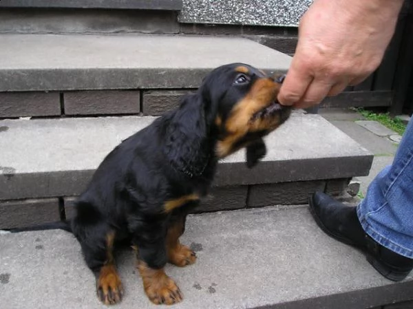 cuccioli di gordon setter  