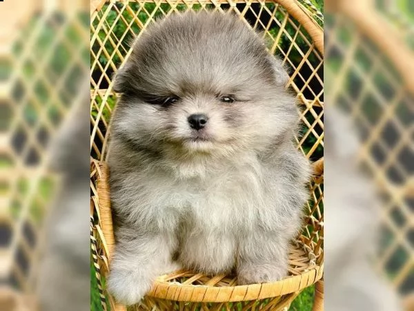 volpini di pomerania con pedigree | Foto 2