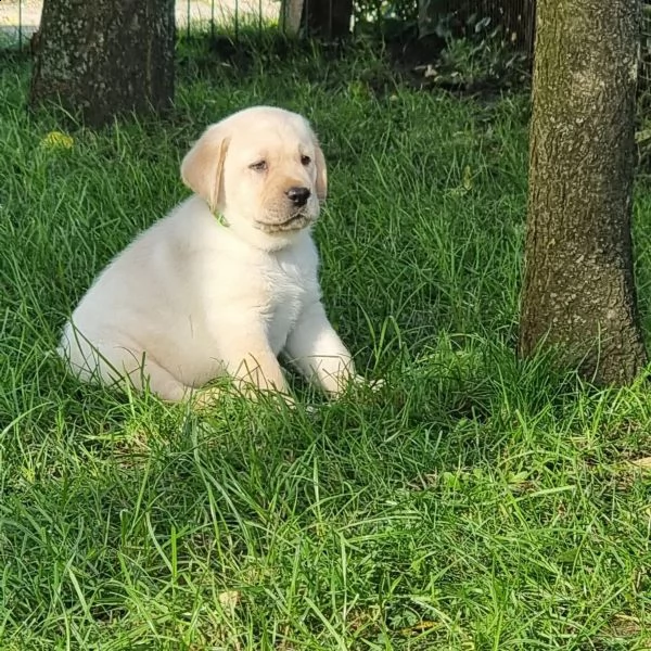 cuccioli di labrador in linea con pedigree disponibile | Foto 3